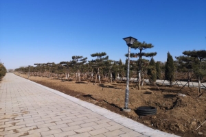 张家湾公墓景观图片