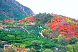 十三陵景仰园陵园环境实拍图片