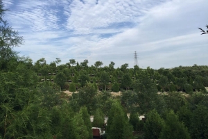 玉叶陵园景观图片