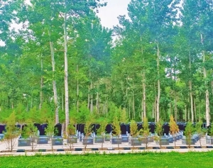 陵园文化与现代纪念方式探析