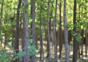 天慈墓园价格全解析