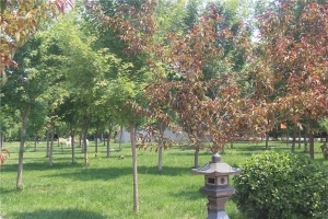 绿化景观