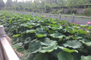 灵山宝塔陵园景观图片