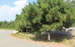 思亲园陵园环境图s1440142434791MA