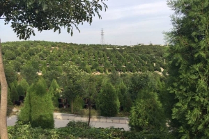 玉叶陵园景观图片