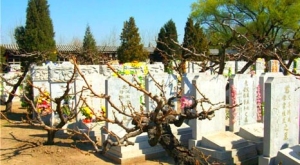 西静园墓地价格分析及选购指南